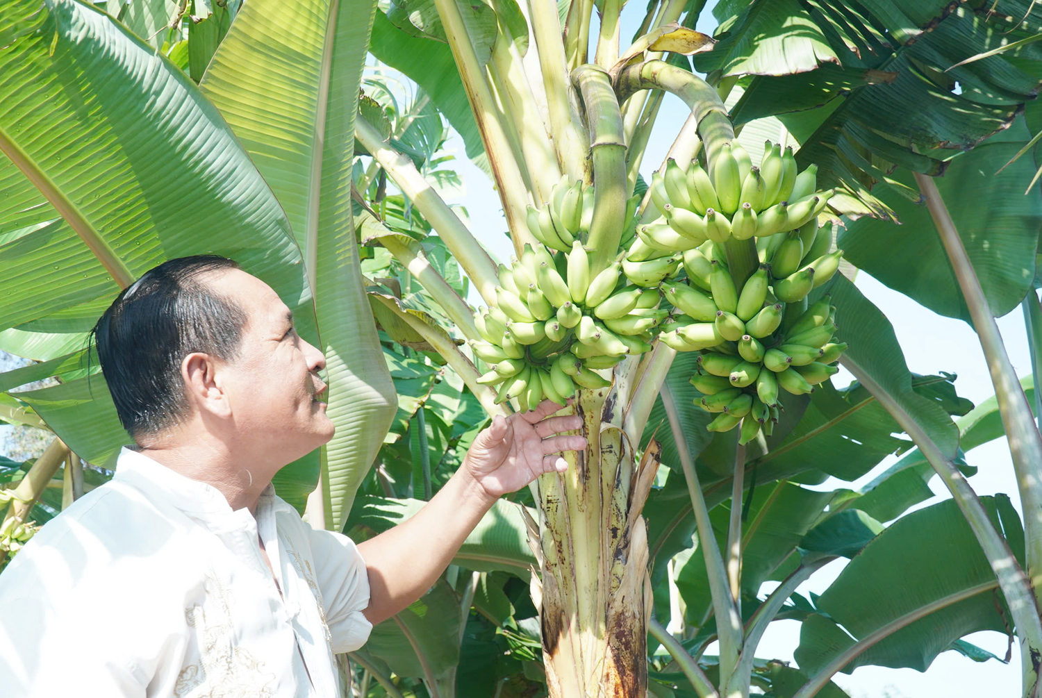 Cây chuối có 2 buồng trái độc lạ ở Cà Mau - 3