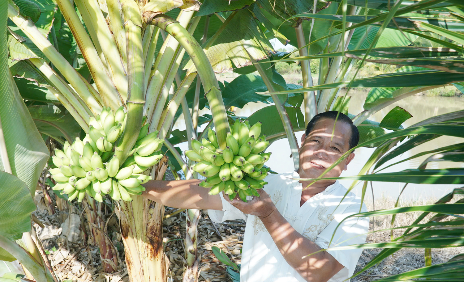 Cây chuối có 2 buồng trái độc lạ ở Cà Mau - 4