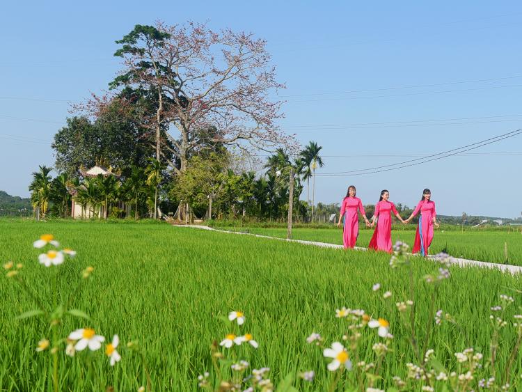Cây gạo hơn 100 tuổi  bung nở rực rỡ chào đón Xuân Bính Ngọ độc đáo ở Quảng Ngãi