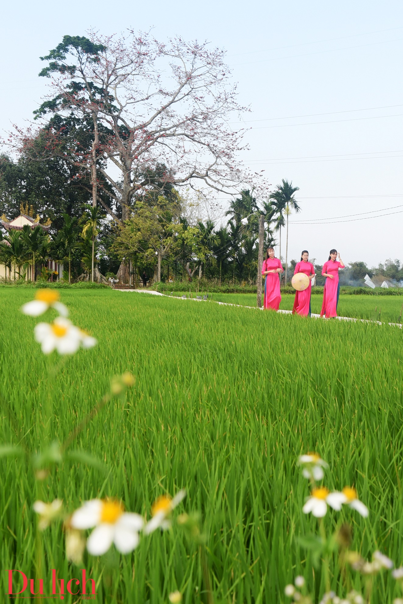 cay gao hon 100 tuoi bung no ruc ro chao don xuan binh ngo doc dao o quang ngai - 4