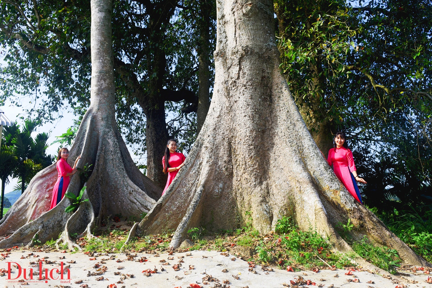cay gao hon 100 tuoi bung no ruc ro chao don xuan binh ngo doc dao o quang ngai - 6