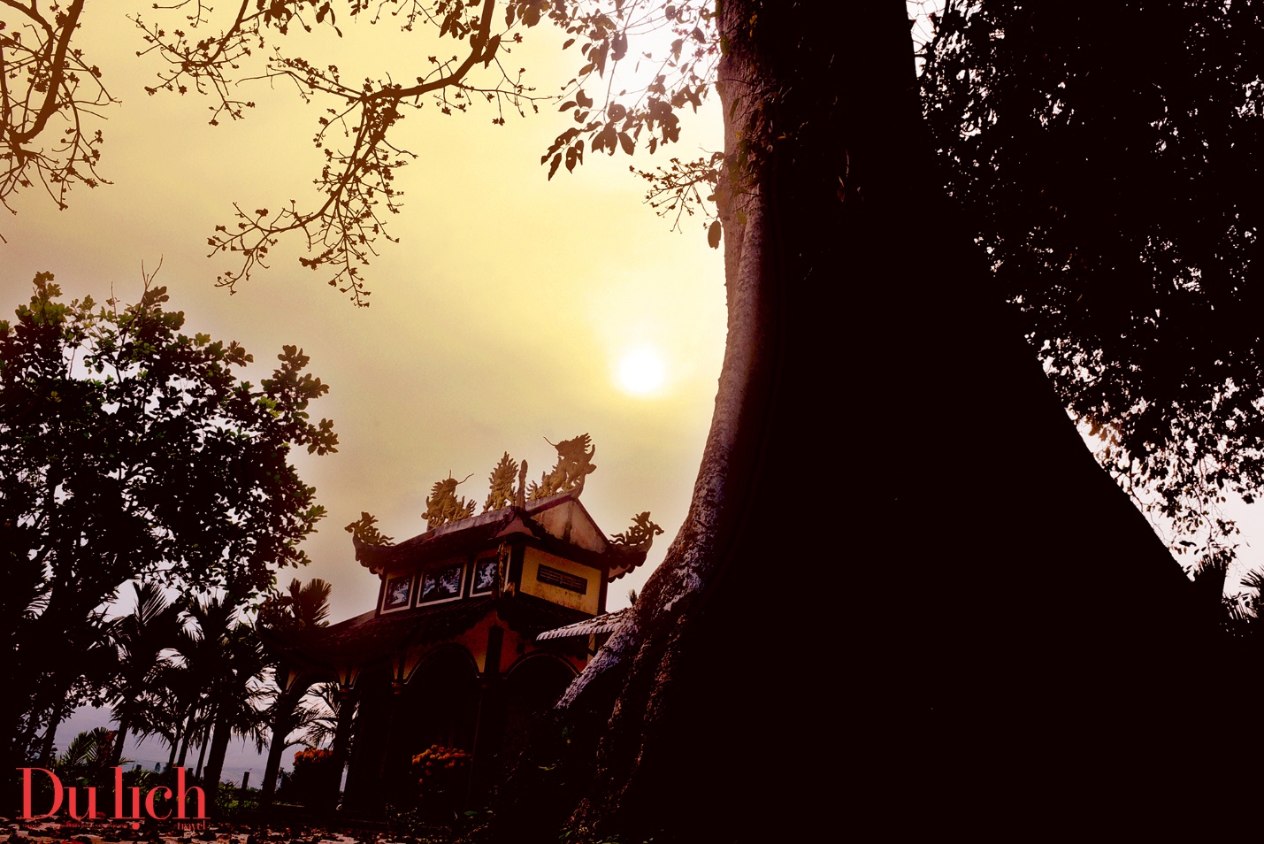 cay gao hon 100 tuoi bung no ruc ro chao don xuan binh ngo doc dao o quang ngai - 14