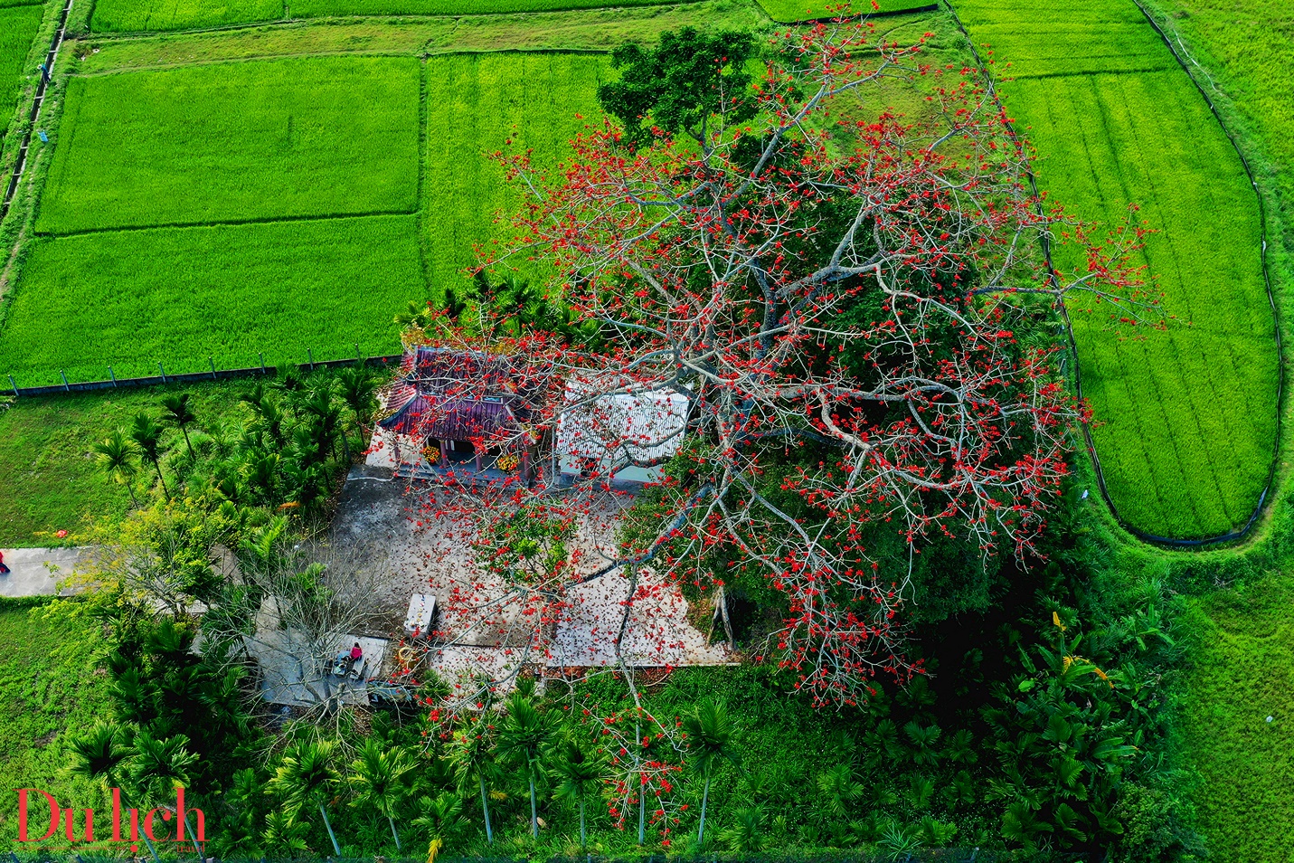 cay gao hon 100 tuoi bung no ruc ro chao don xuan binh ngo doc dao o quang ngai - 10