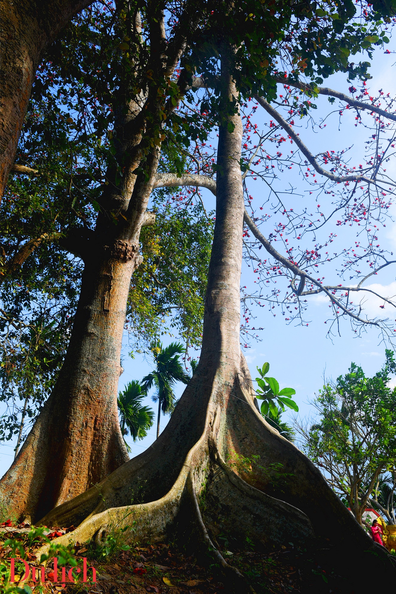 cay gao hon 100 tuoi bung no ruc ro chao don xuan binh ngo doc dao o quang ngai - 8