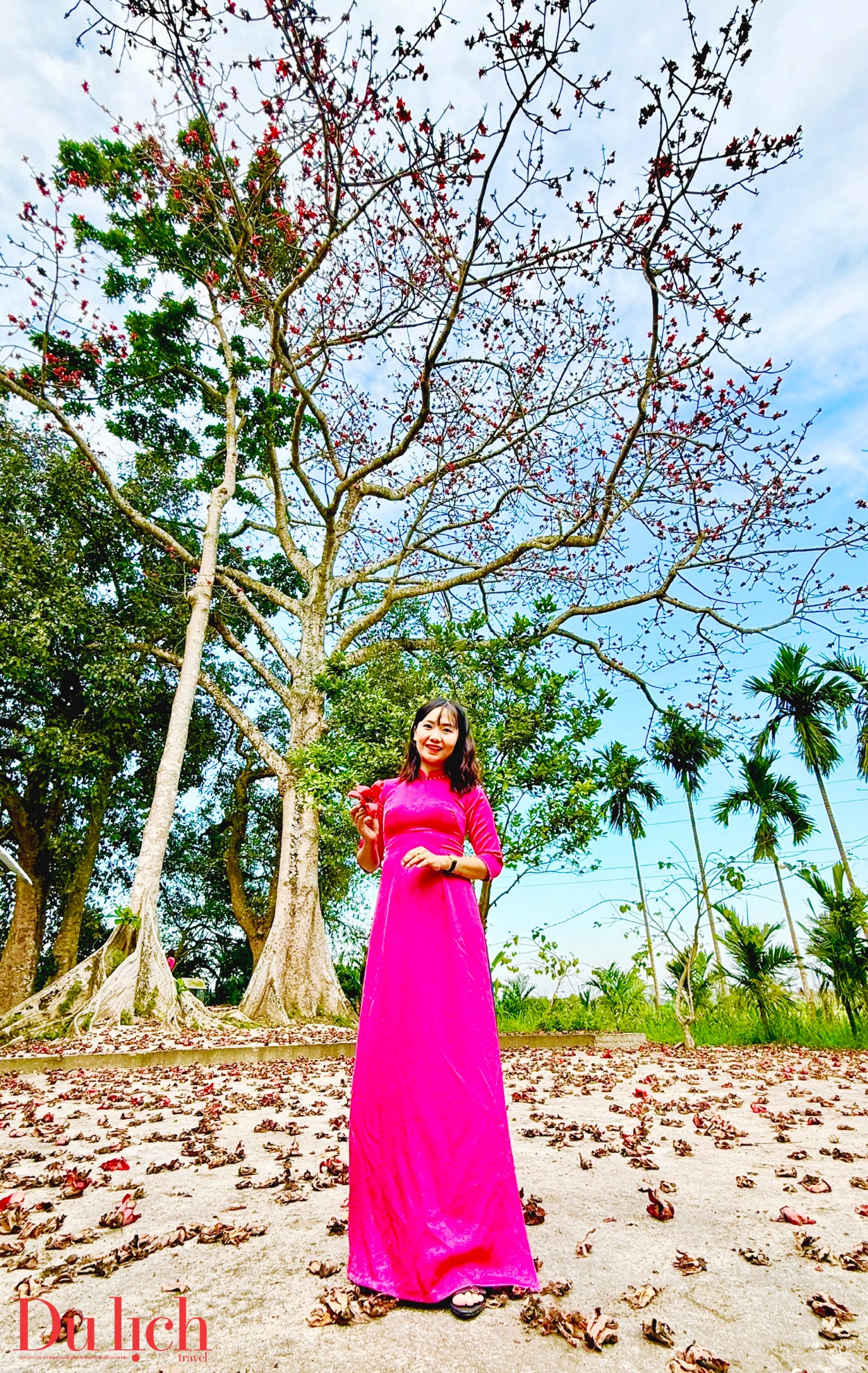 cay gao hon 100 tuoi bung no ruc ro chao don xuan binh ngo doc dao o quang ngai - 2