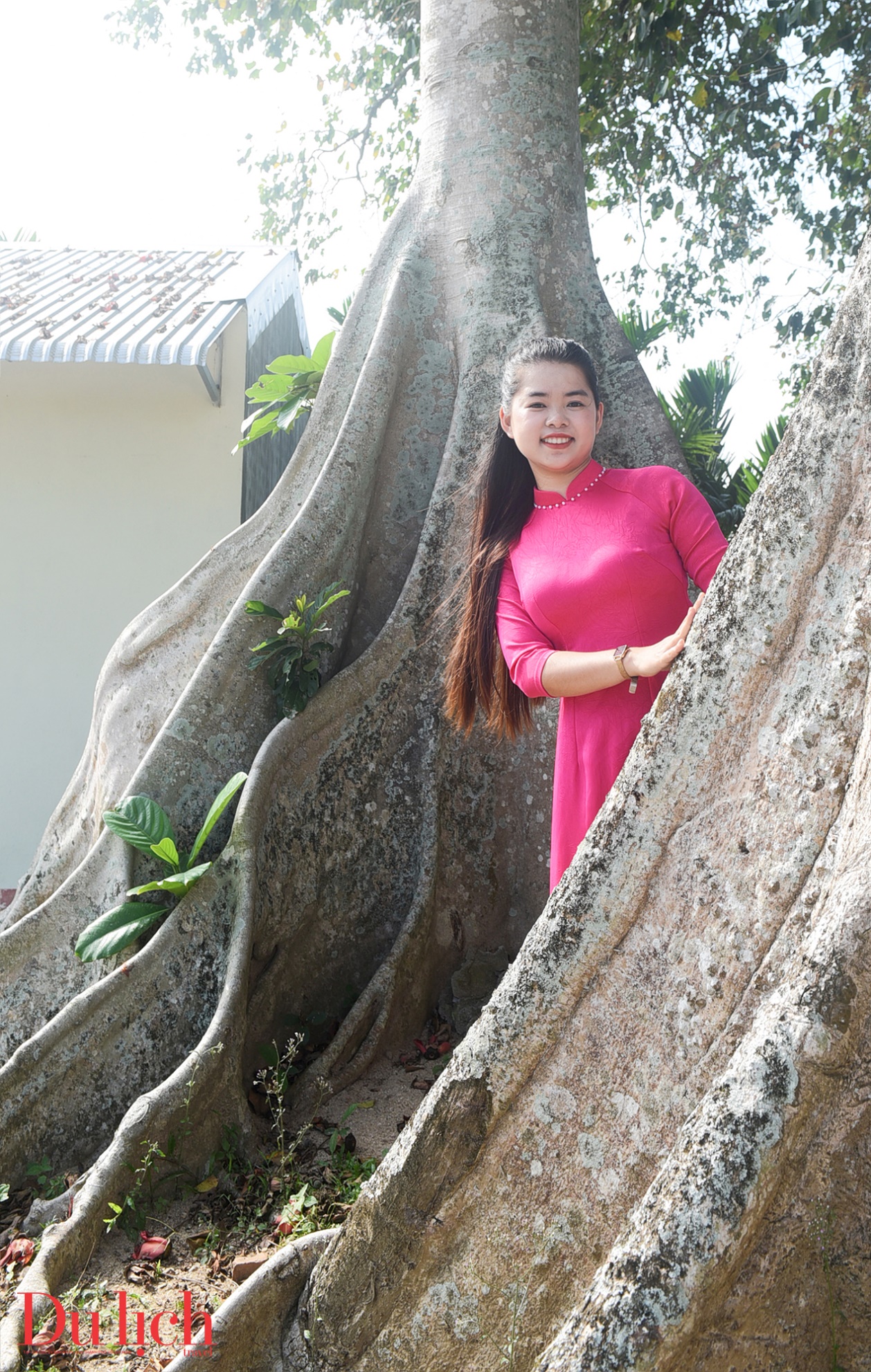 cay gao hon 100 tuoi bung no ruc ro chao don xuan binh ngo doc dao o quang ngai - 7