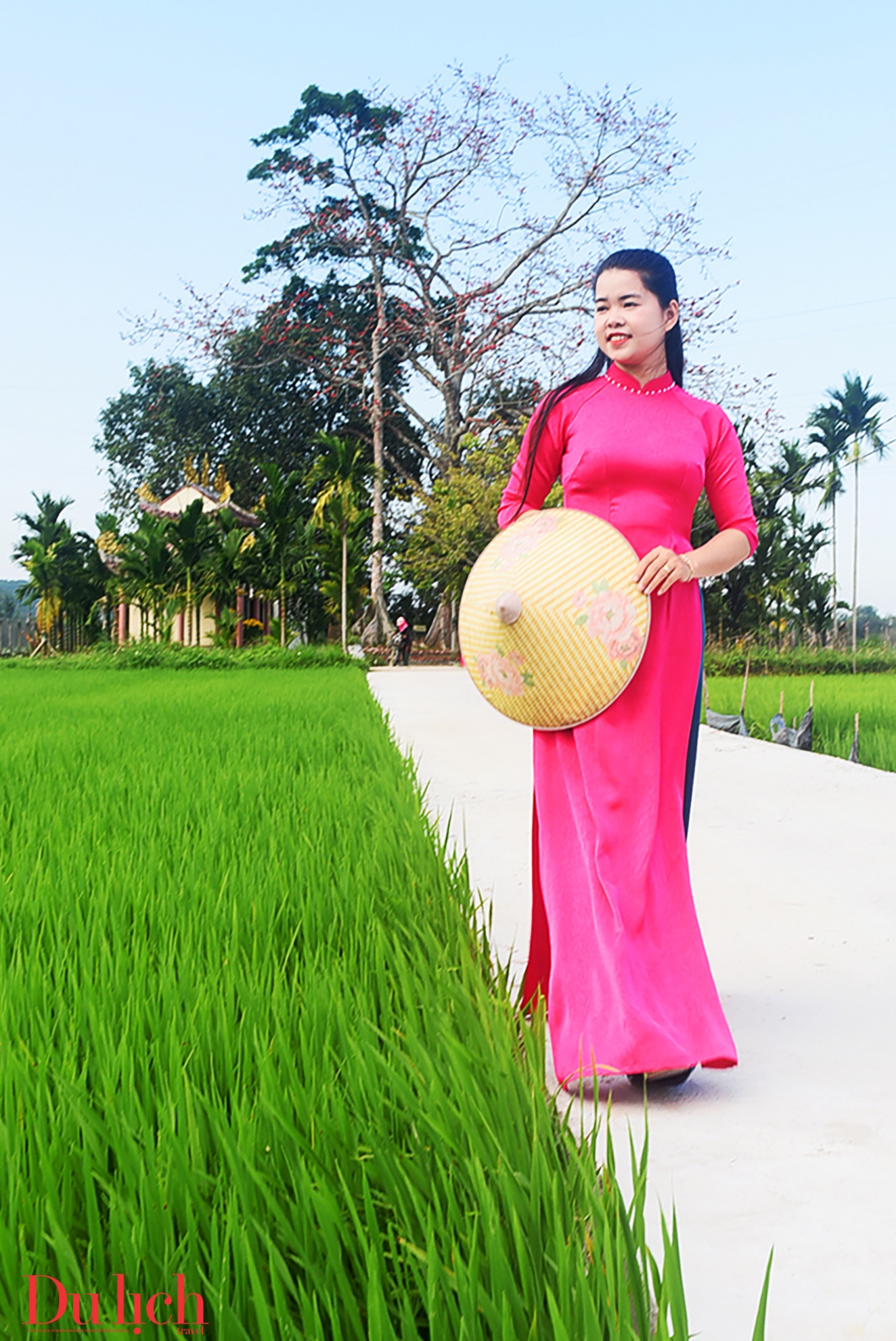 cay gao hon 100 tuoi bung no ruc ro chao don xuan binh ngo doc dao o quang ngai - 5