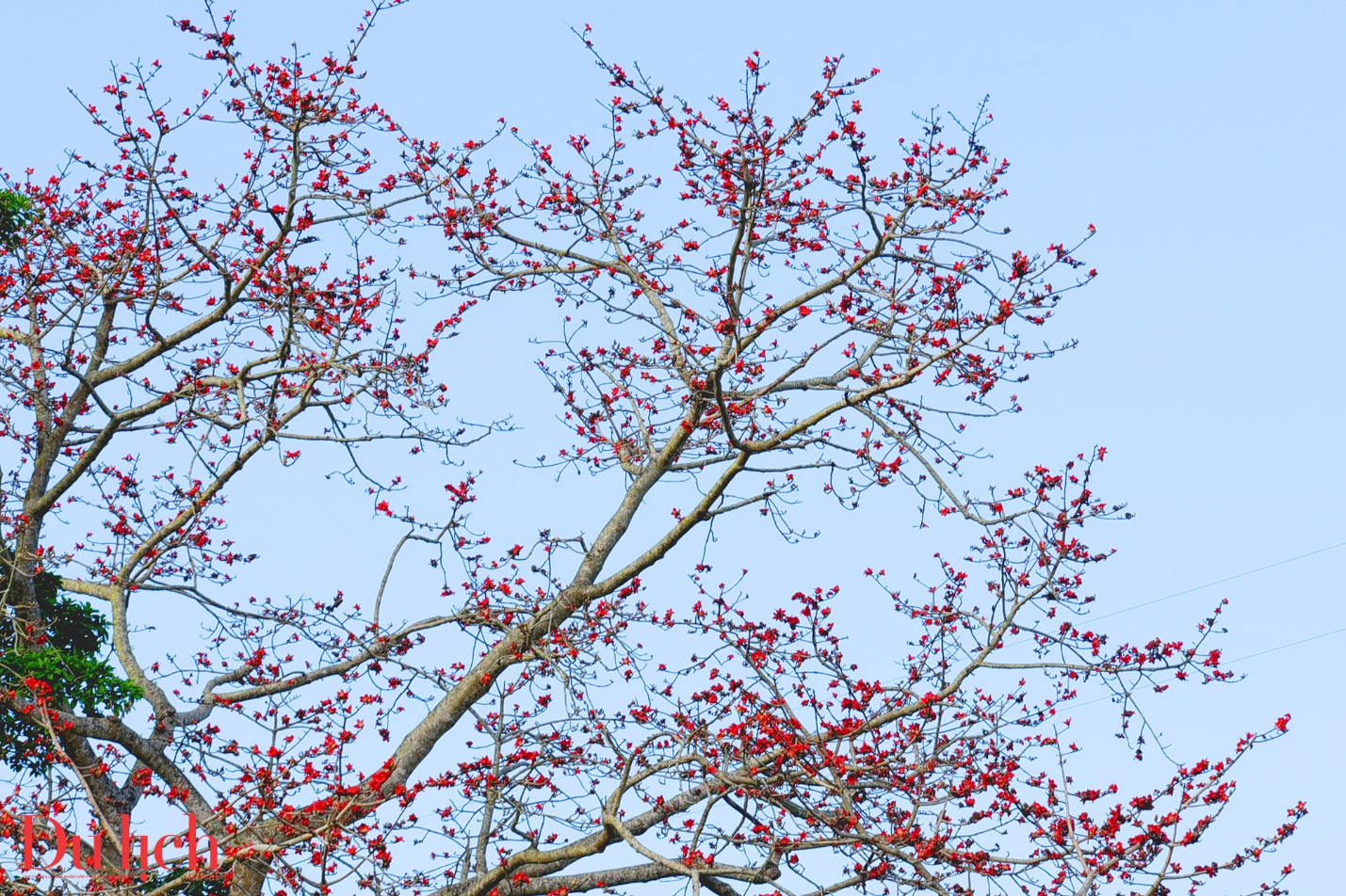 cay gao hon 100 tuoi bung no ruc ro chao don xuan binh ngo doc dao o quang ngai - 9
