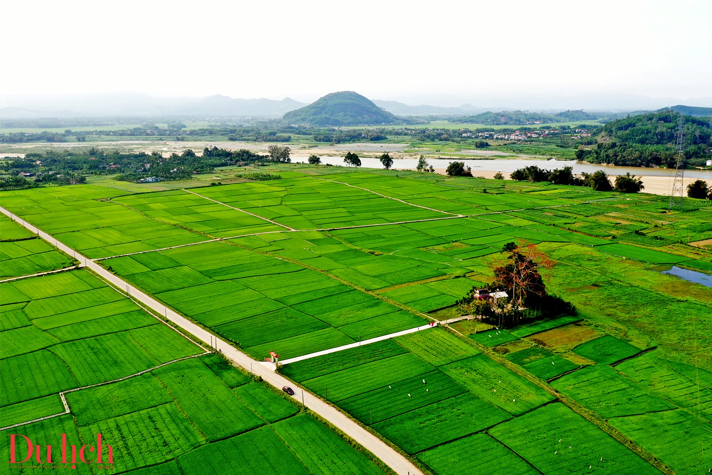 cay gao hon 100 tuoi bung no ruc ro chao don xuan binh ngo doc dao o quang ngai - 12