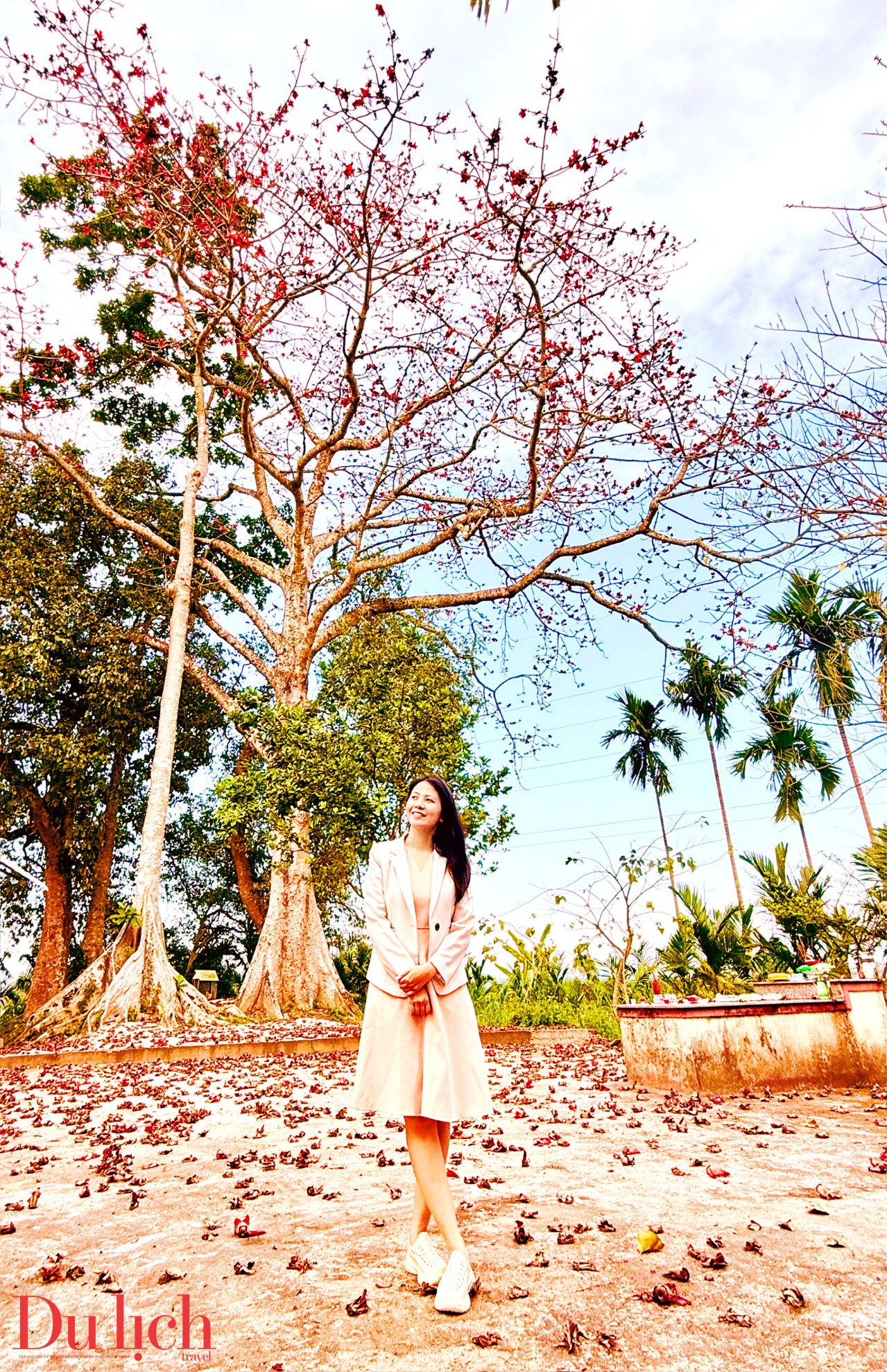 cay gao hon 100 tuoi bung no ruc ro chao don xuan binh ngo doc dao o quang ngai - 3