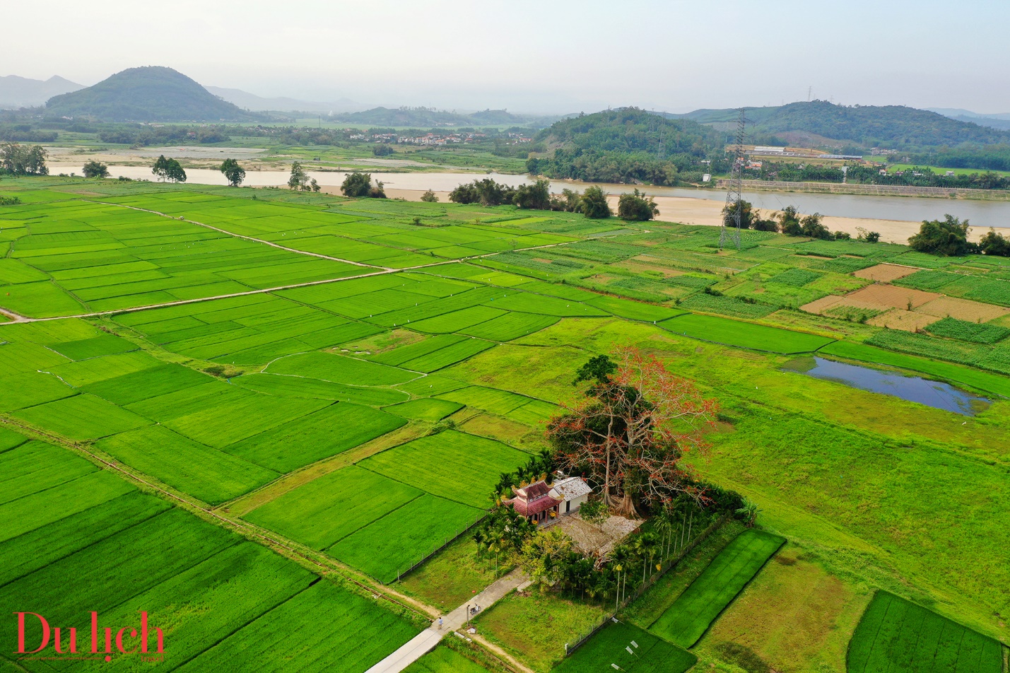 cay gao hon 100 tuoi bung no ruc ro chao don xuan binh ngo doc dao o quang ngai - 18