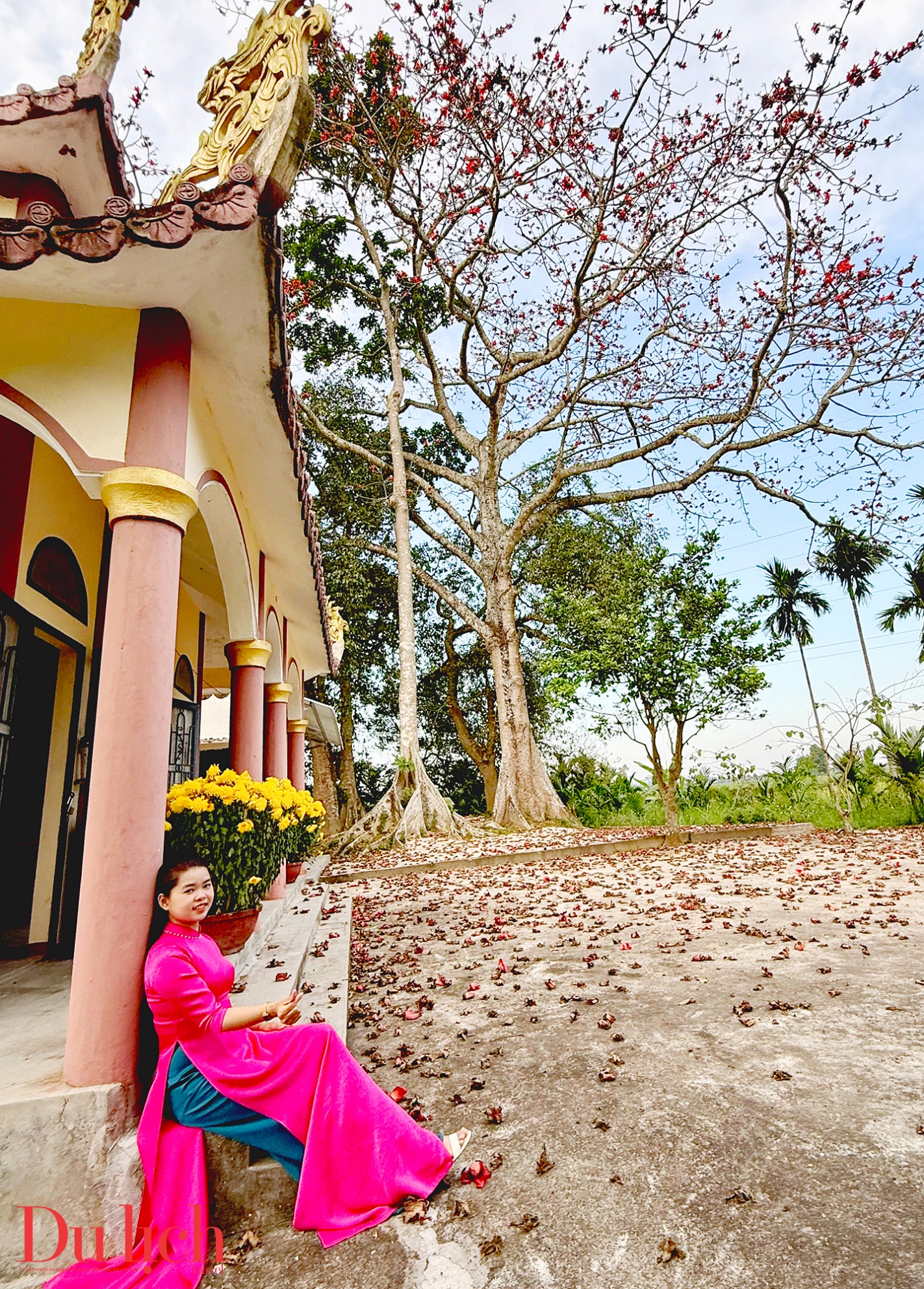 cay gao hon 100 tuoi bung no ruc ro chao don xuan binh ngo doc dao o quang ngai - 22