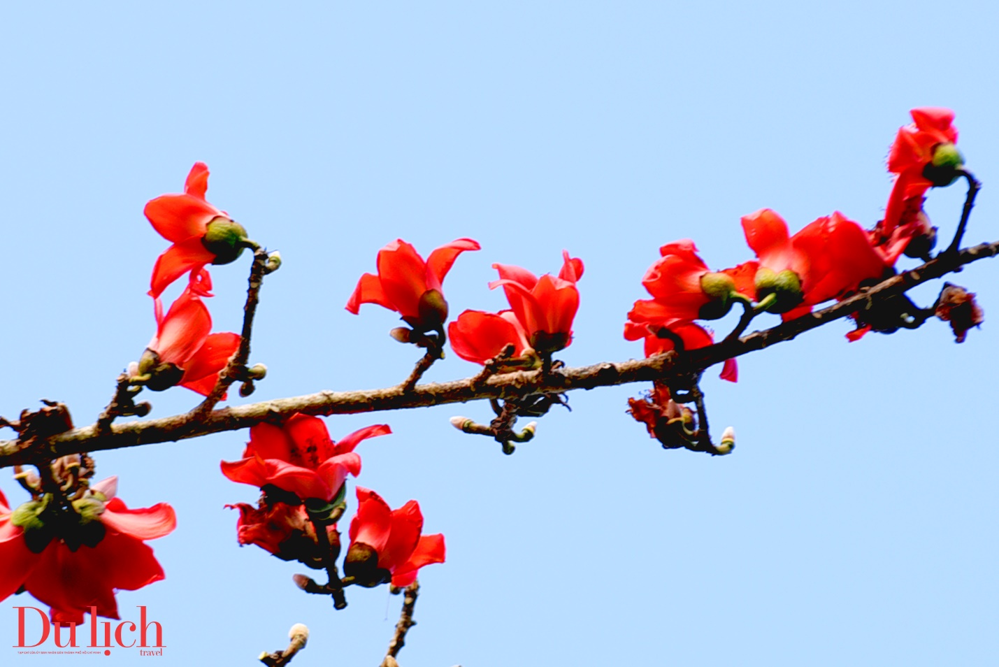 cay gao hon 100 tuoi bung no ruc ro chao don xuan binh ngo doc dao o quang ngai - 17