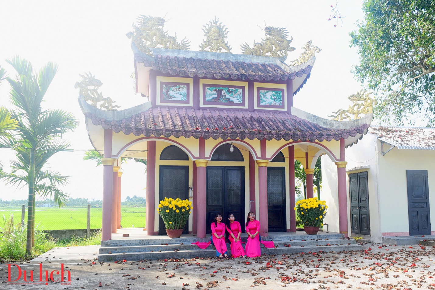 cay gao hon 100 tuoi bung no ruc ro chao don xuan binh ngo doc dao o quang ngai - 21