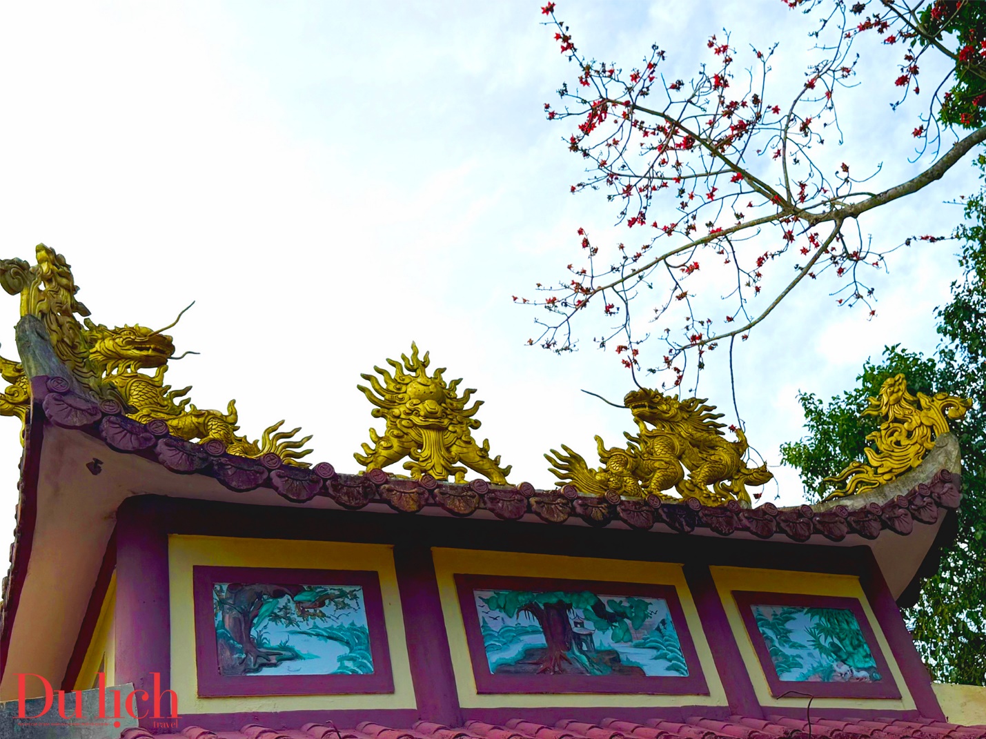 cay gao hon 100 tuoi bung no ruc ro chao don xuan binh ngo doc dao o quang ngai - 19