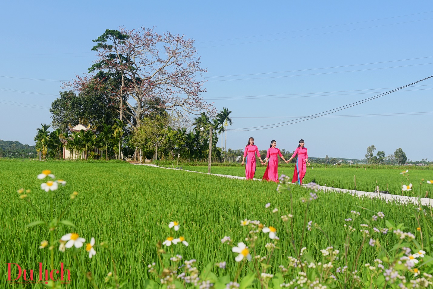 cay gao hon 100 tuoi bung no ruc ro chao don xuan binh ngo doc dao o quang ngai - 16