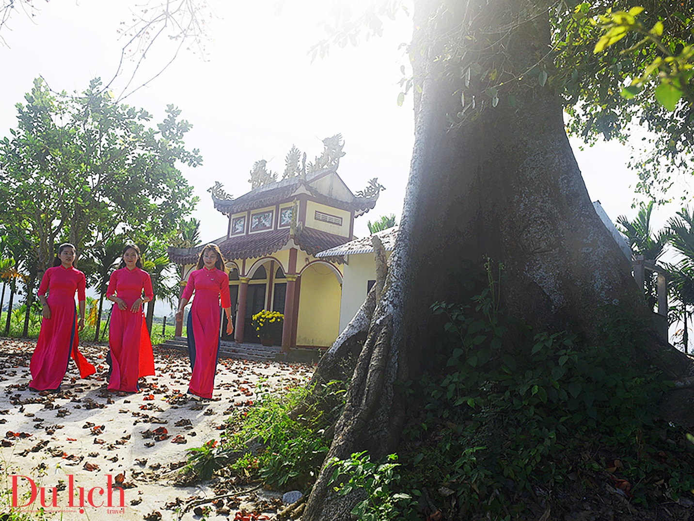 cay gao hon 100 tuoi bung no ruc ro chao don xuan binh ngo doc dao o quang ngai - 23
