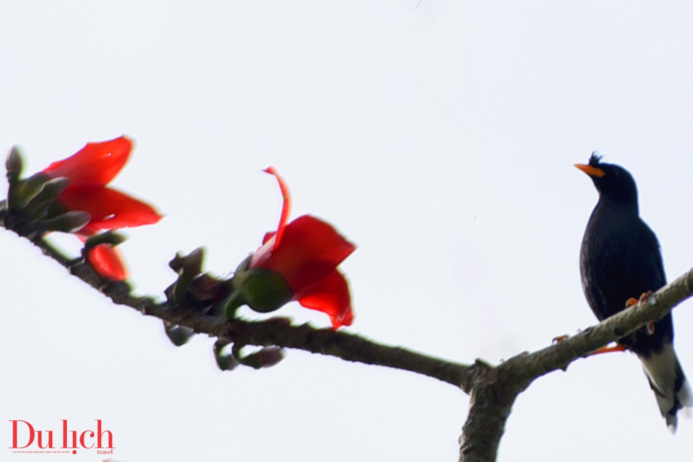 cay gao hon 100 tuoi bung no ruc ro chao don xuan binh ngo doc dao o quang ngai - 15