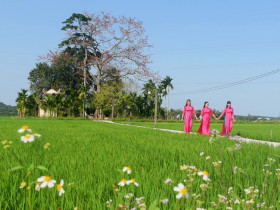  - Cây gạo hơn 100 tuổi  bung nở rực rỡ chào đón Xuân Bính Ngọ độc đáo ở Quảng Ngãi