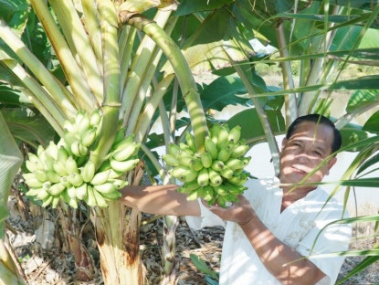  - Cây chuối có 2 buồng trái độc lạ ở Cà Mau