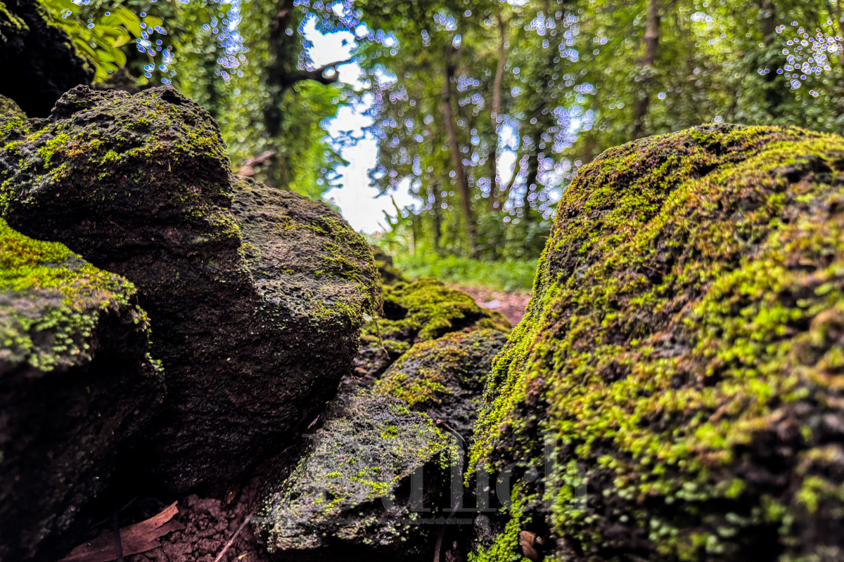 Theo dấu truyền thuyết “Cọp ba móng” trong rừng già Đồng Nai Thượng - 4