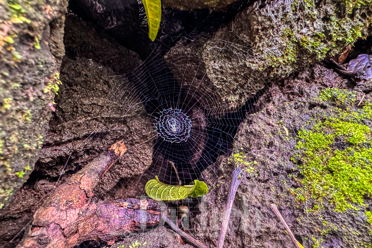 Theo dấu truyền thuyết “Cọp ba móng” trong rừng già Đồng Nai Thượng - 15