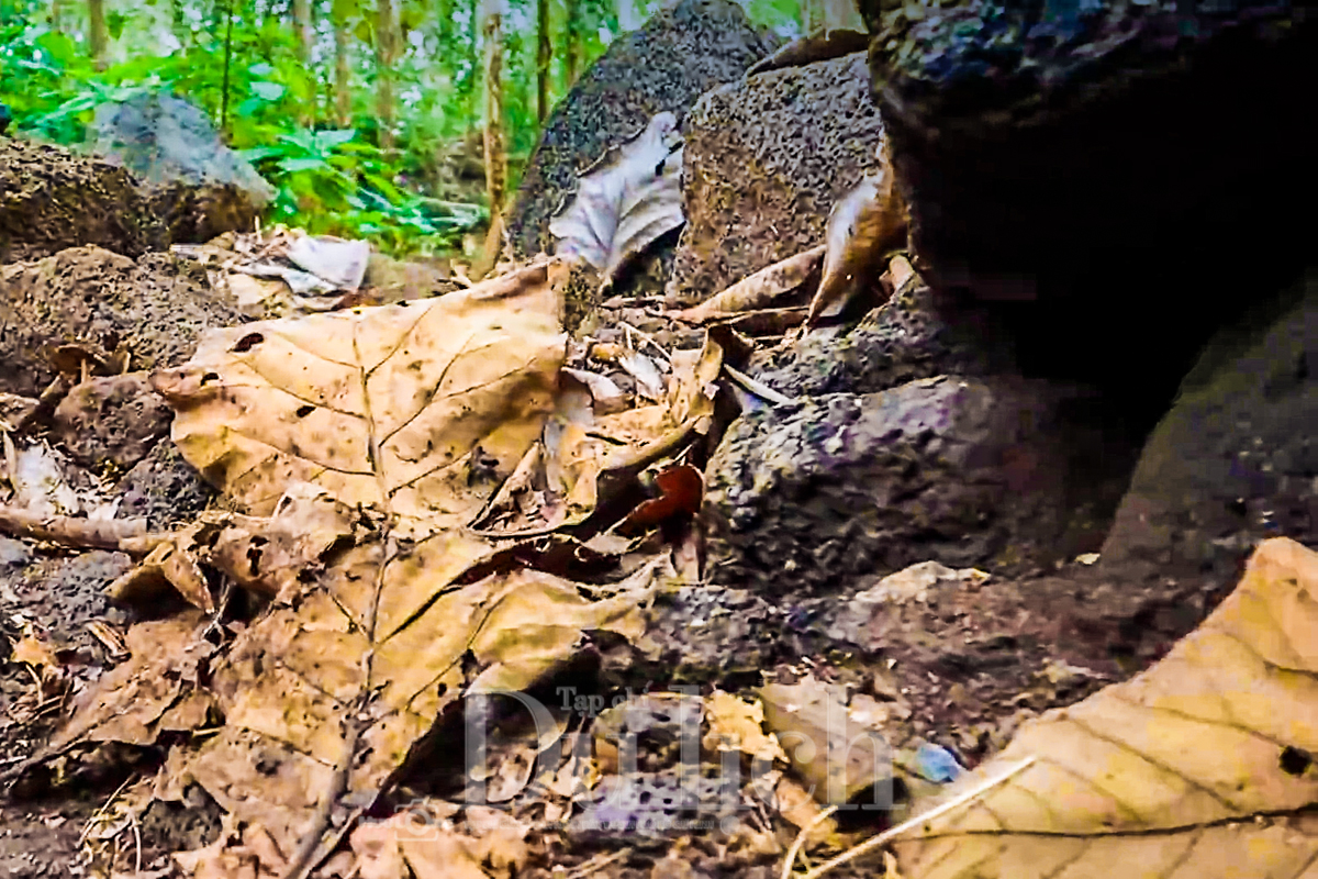 Theo dấu truyền thuyết “Cọp ba móng” trong rừng già Đồng Nai Thượng - 10