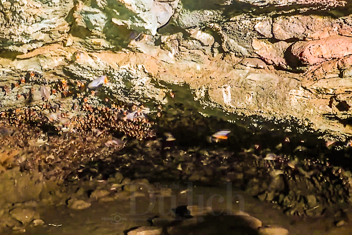 Theo dấu truyền thuyết “Cọp ba móng” trong rừng già Đồng Nai Thượng - 13