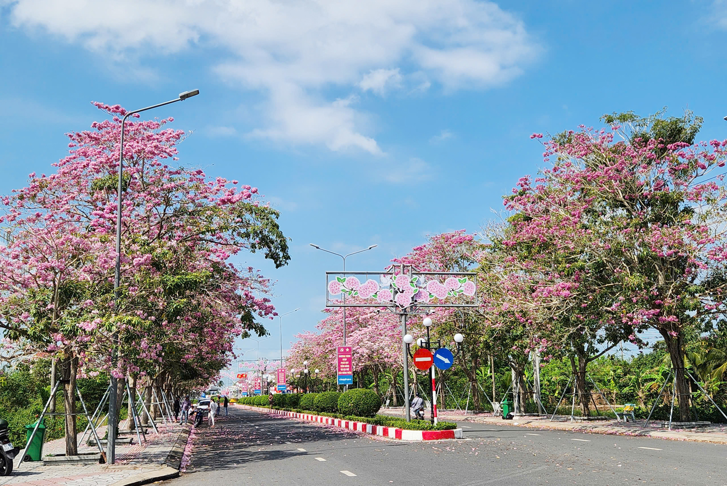 Du khách mê mẩn với hoa kèn hồng ở Cần Thơ - 1