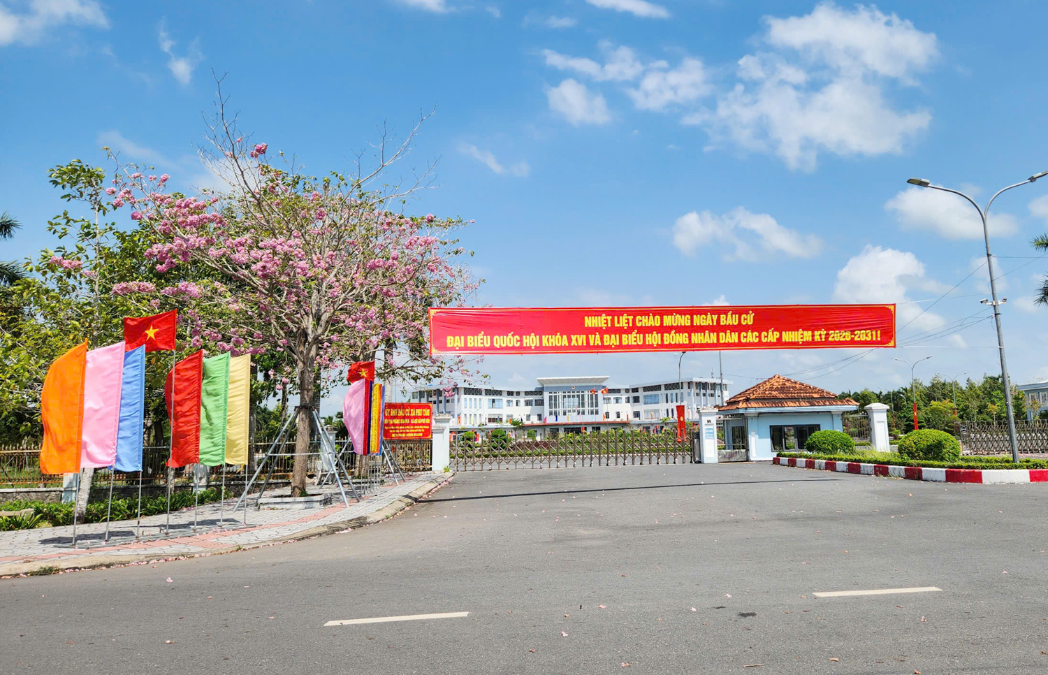 Du khách mê mẩn với hoa kèn hồng ở Cần Thơ - 5