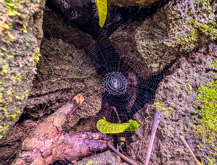 Theo dấu truyền thuyết “Cọp ba móng” trong rừng già Đồng Nai Thượng