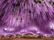 Chuyển động - Chỉ hơn 30% người Việt đến Nhật Bản để đi du lịch