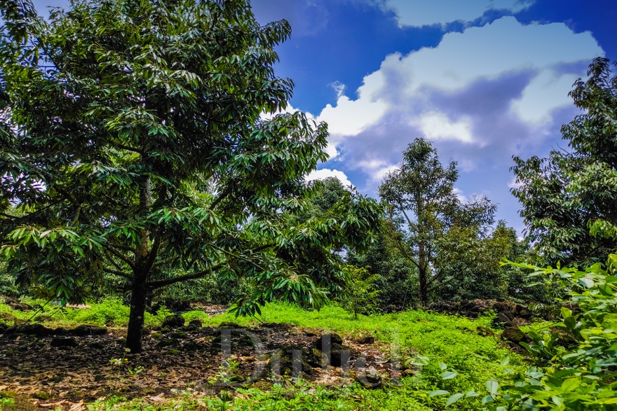 Theo dấu truyền thuyết “Cọp ba móng” trong rừng già Đồng Nai Thượng - 8