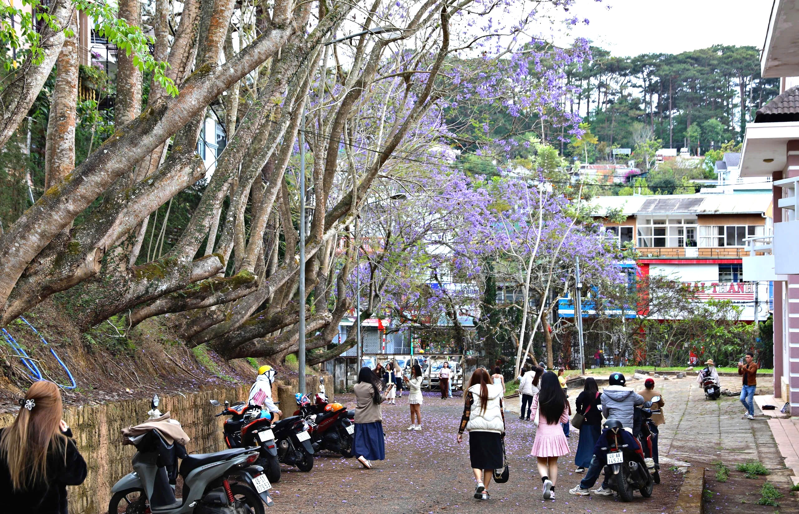 Lên Đà Lạt ngắm hoa phượng tím đang nở rộ - 1