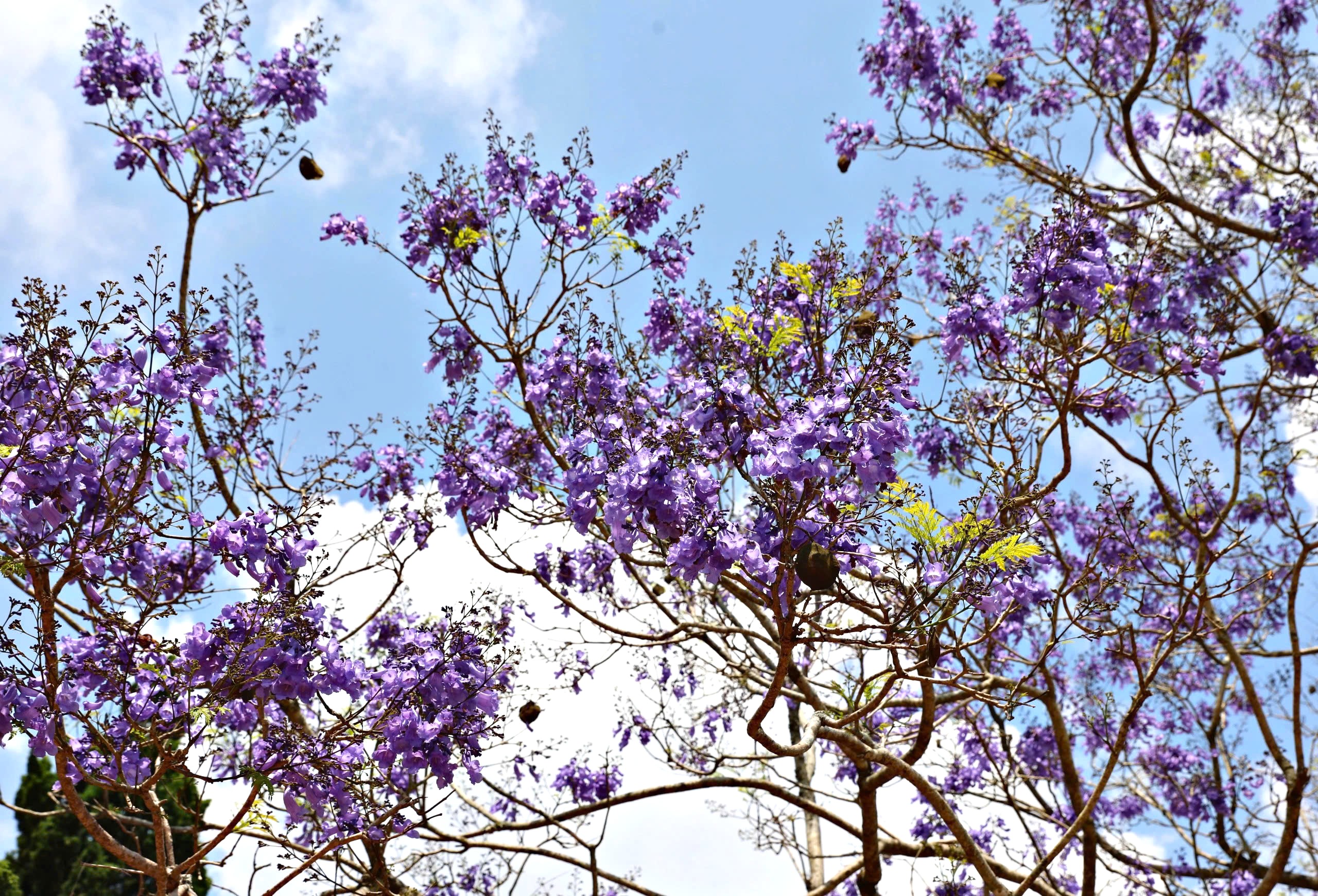 Lên Đà Lạt ngắm hoa phượng tím đang nở rộ - 2