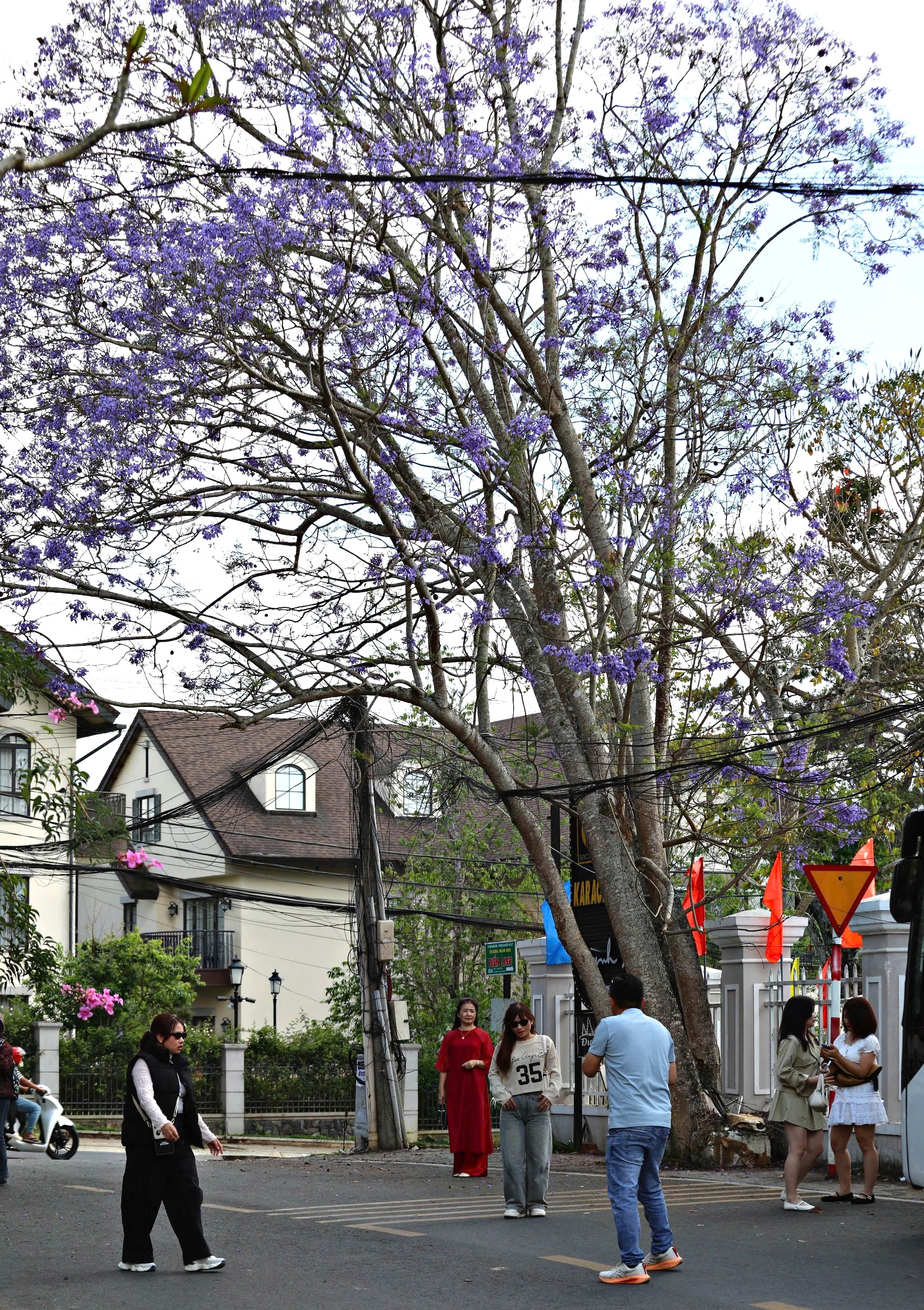 Lên Đà Lạt ngắm hoa phượng tím đang nở rộ - 3