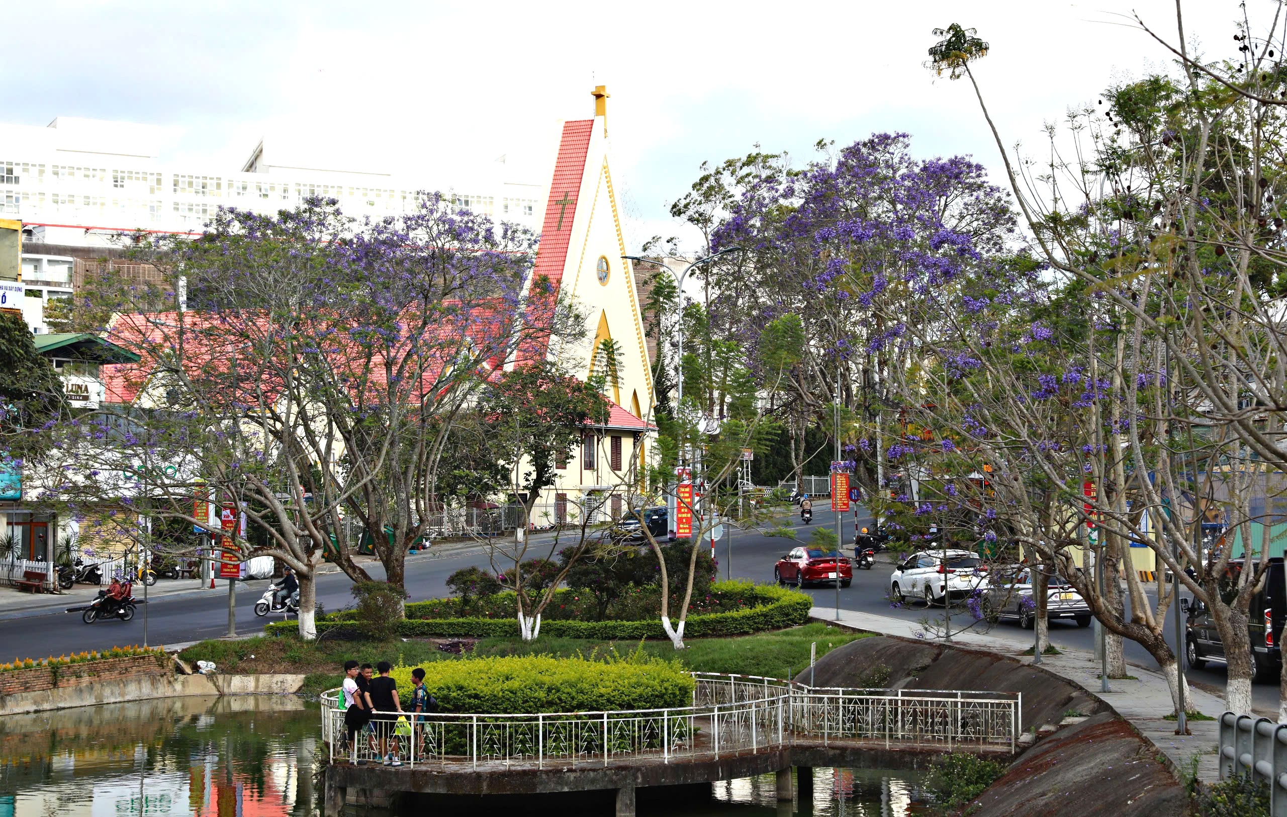 Lên Đà Lạt ngắm hoa phượng tím đang nở rộ - 4