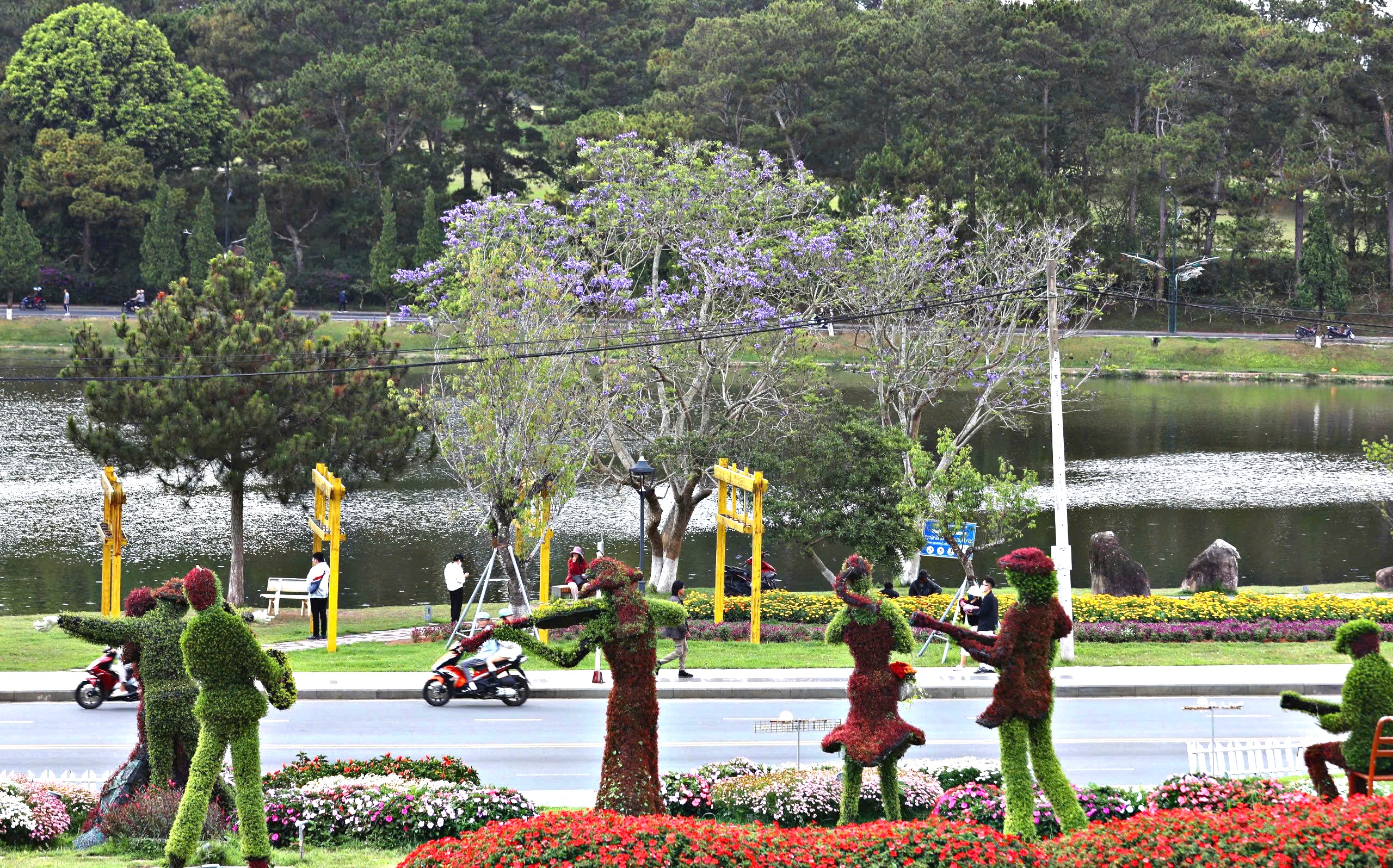 Lên Đà Lạt ngắm hoa phượng tím đang nở rộ - 5