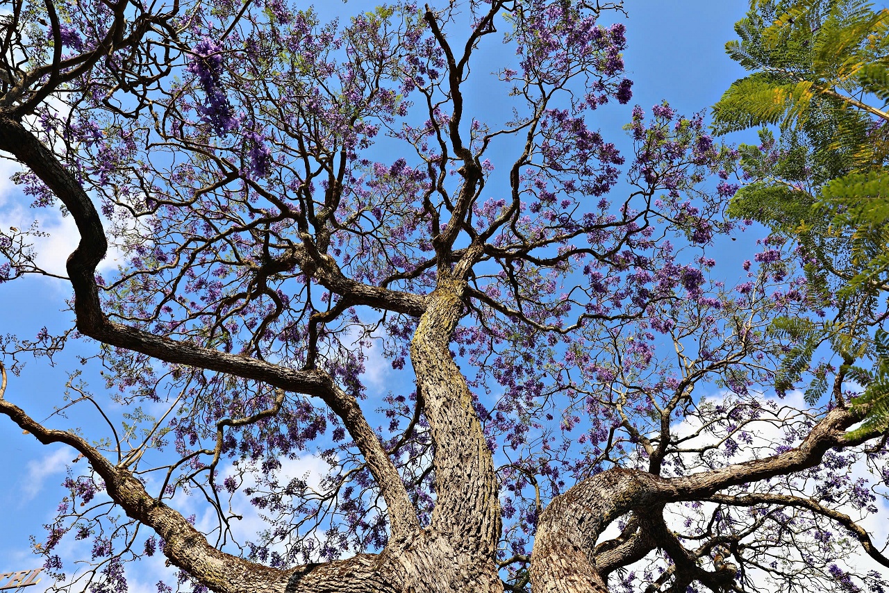 Lên Đà Lạt ngắm hoa phượng tím đang nở rộ - 6