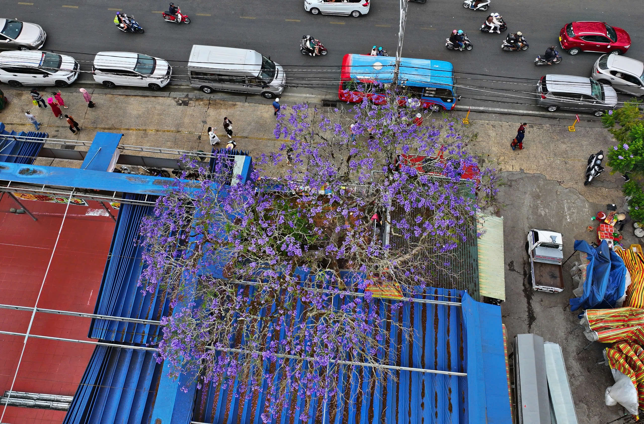 Lên Đà Lạt ngắm hoa phượng tím đang nở rộ - 7