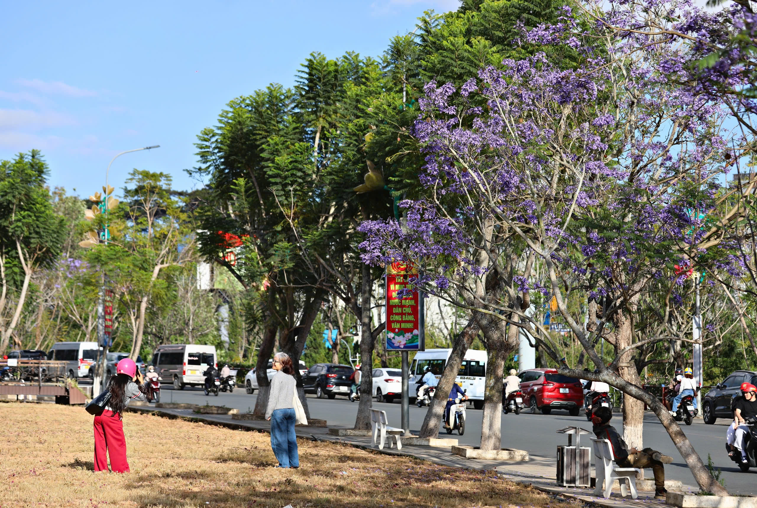 Lên Đà Lạt ngắm hoa phượng tím đang nở rộ - 8