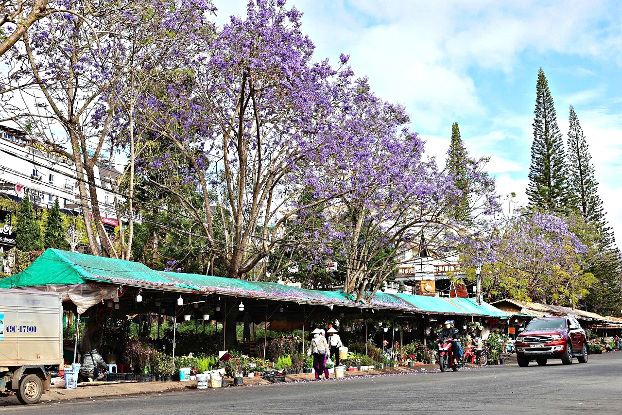 Lên Đà Lạt ngắm hoa phượng tím đang nở rộ - 9