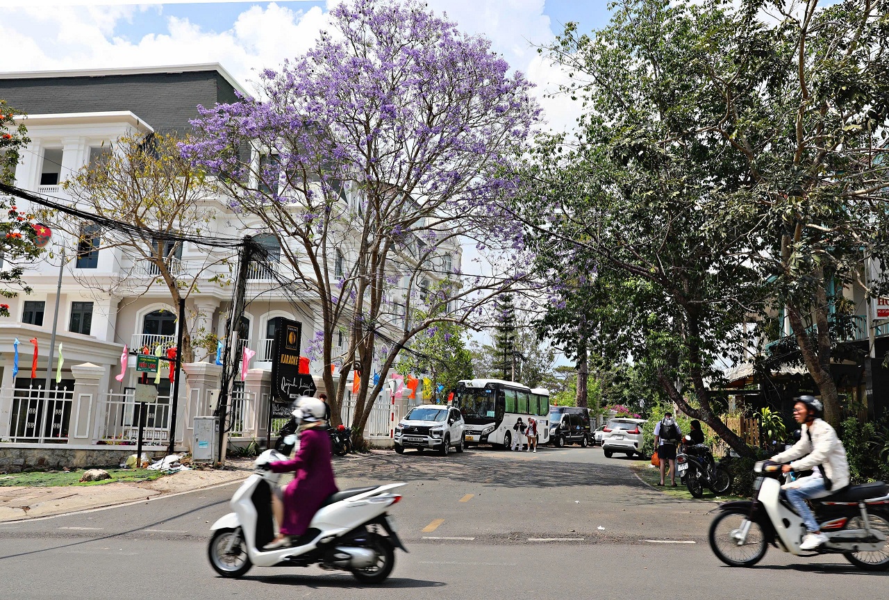 Lên Đà Lạt ngắm hoa phượng tím đang nở rộ - 10