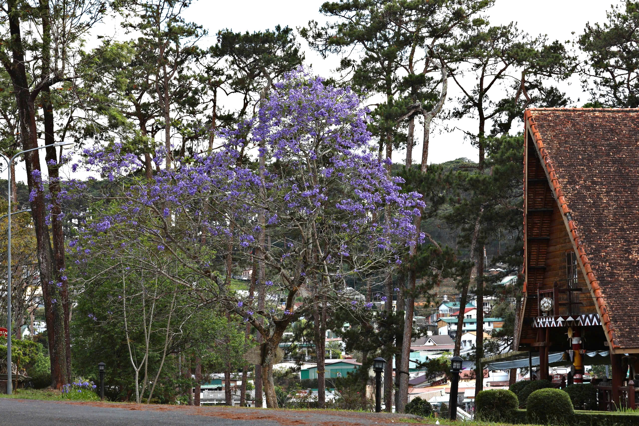 Lên Đà Lạt ngắm hoa phượng tím đang nở rộ - 11