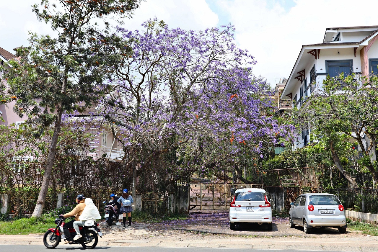 Lên Đà Lạt ngắm hoa phượng tím đang nở rộ - 12