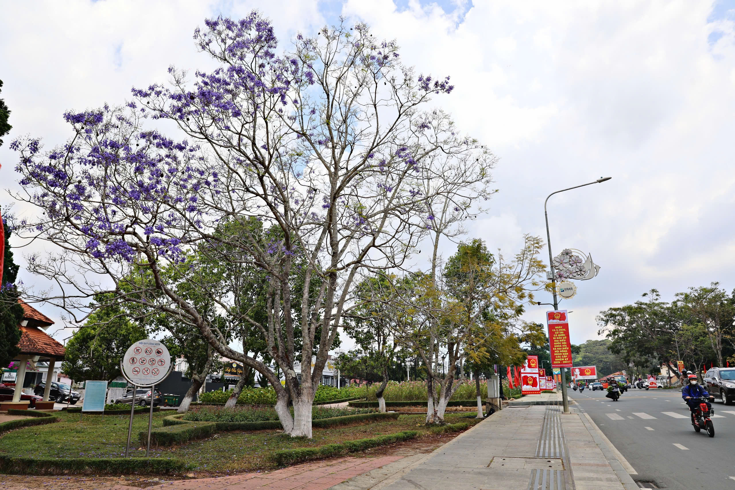 Lên Đà Lạt ngắm hoa phượng tím đang nở rộ - 13