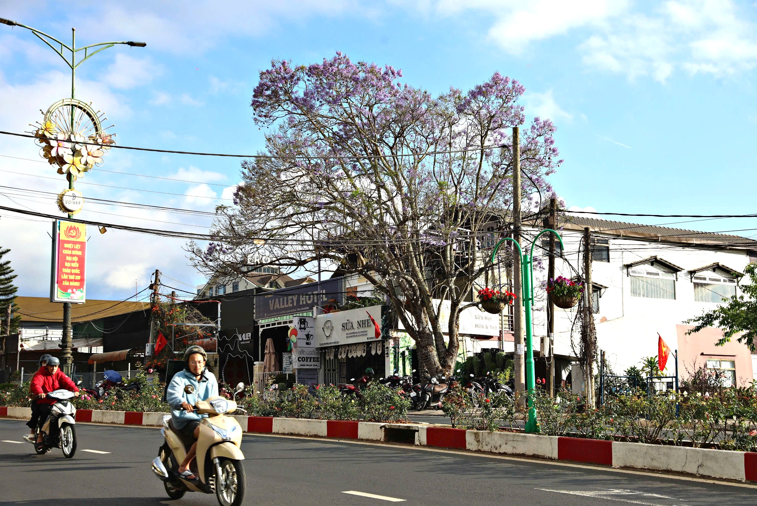 Lên Đà Lạt ngắm hoa phượng tím đang nở rộ - 14