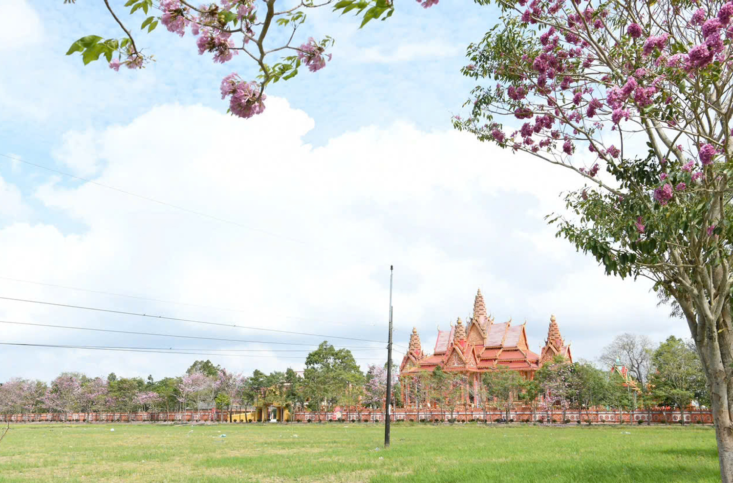 Thêm nhiều điểm check-in hoa kèn hồng tuyệt đẹp ở Cần Thơ - 4