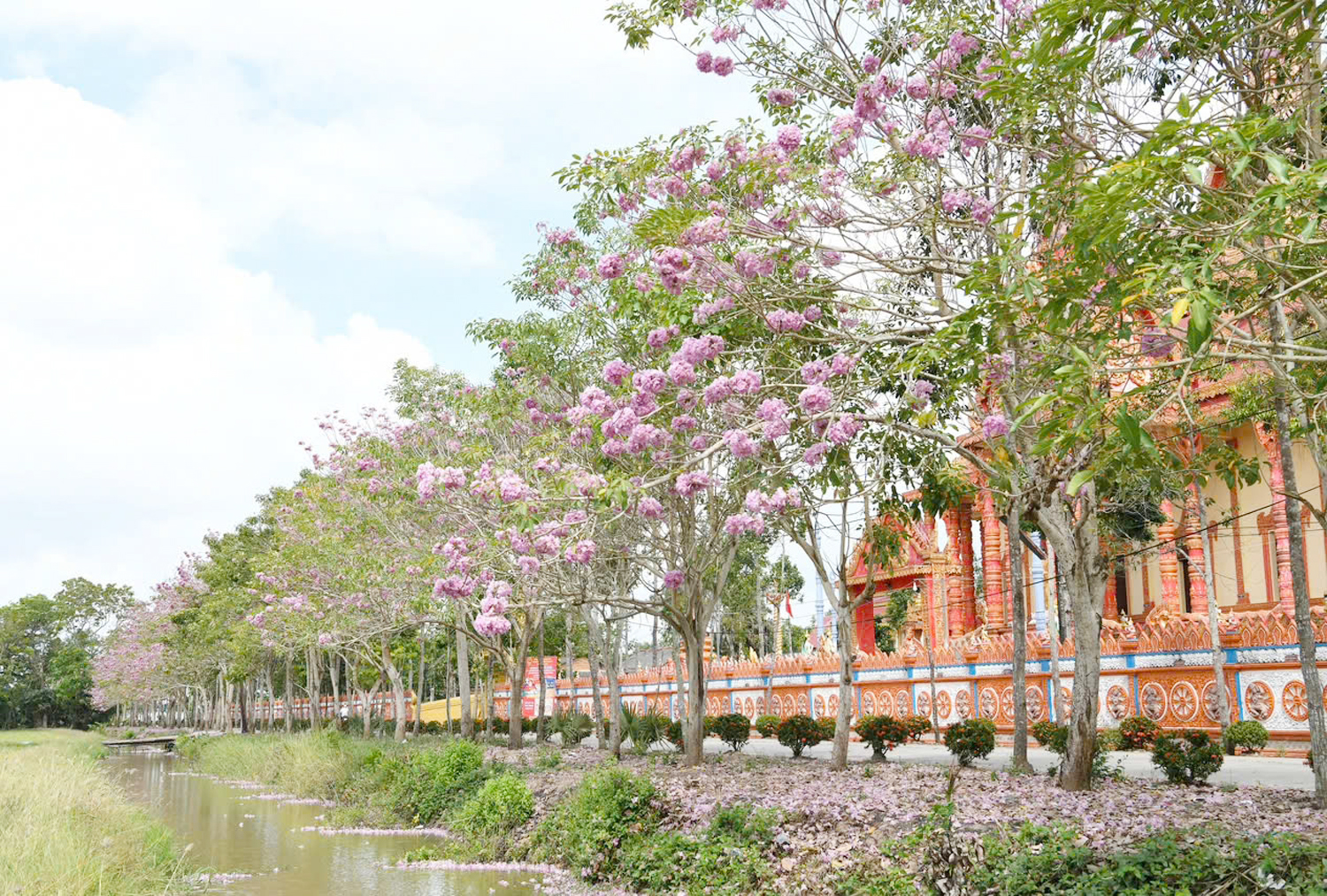 Thêm nhiều điểm check-in hoa kèn hồng tuyệt đẹp ở Cần Thơ - 5