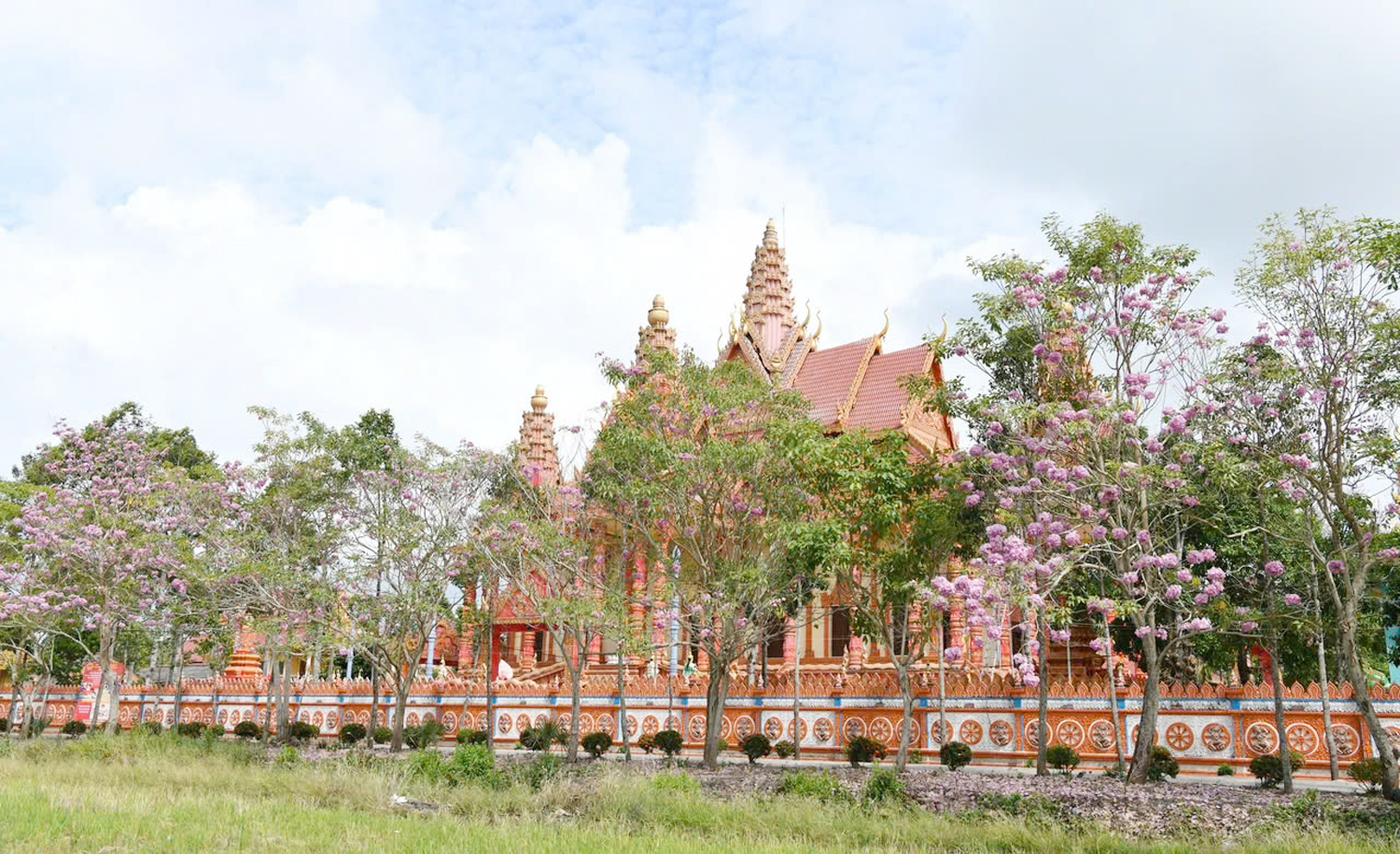 Thêm nhiều điểm check-in hoa kèn hồng tuyệt đẹp ở Cần Thơ - 6